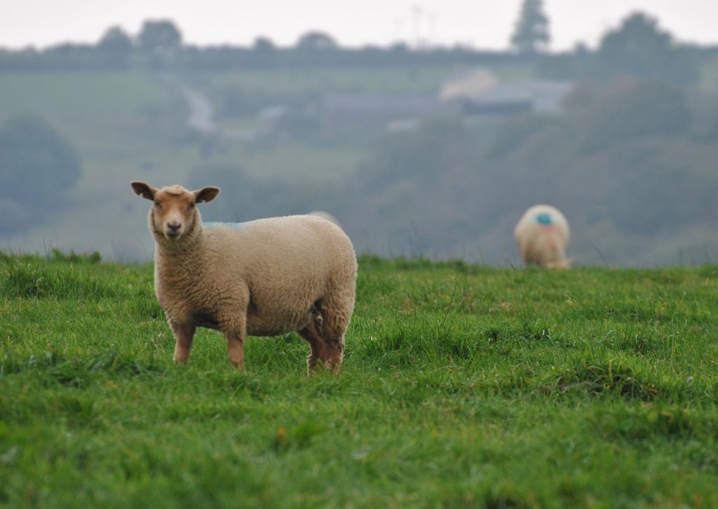 lamb, sheep, ovine-5490095.jpg